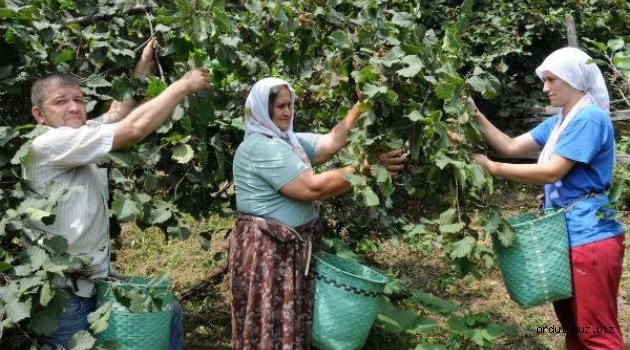 'Fındık Erken Hasadına Müdahale Timi' kurulacak