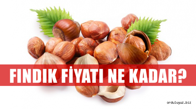 Fındık fiyatı bugün kaç para oldu?