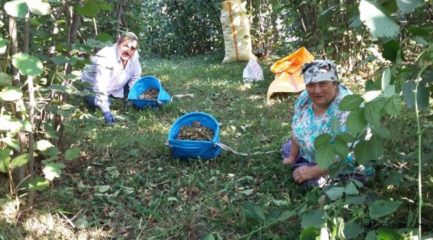 Fındık fiyatında büyük düşüşün nedeni ne?