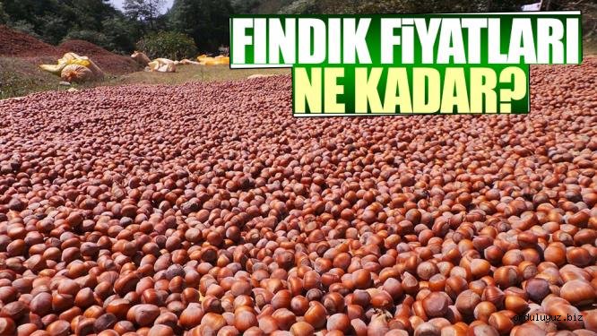  Fındık fiyatları ne kadar?