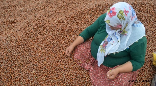 Fındık İhracatçıları ve Fabrikatörlerden Ortak Karar