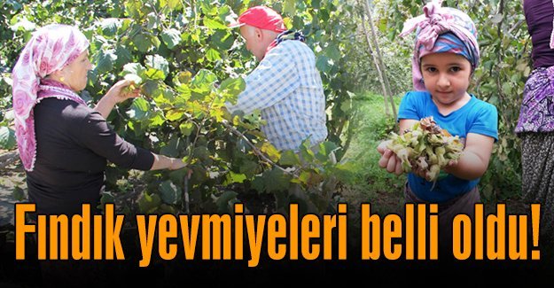 Fındık işçi yevmiyeleri belirlendi