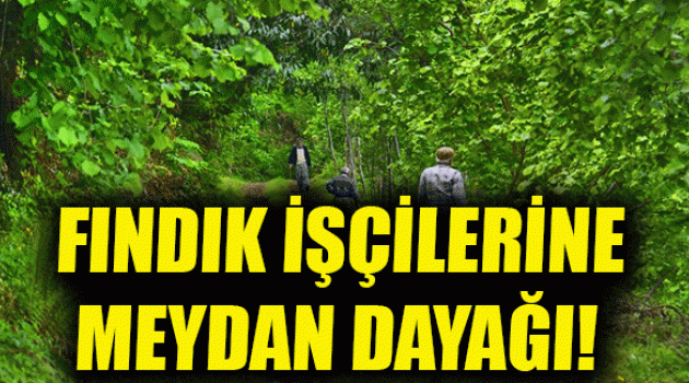 SAKARYA’DA TEHLİKELİ GERGİNLİK: Fındık işçilerine meydan dayağı attılar