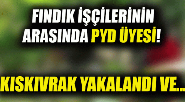 Fındık işçilerinin arasında PYD üyesi!