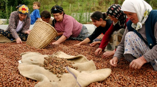 FINDIK REKOLTE TARTIŞMALARINDA SON SÖZ ÜRETİCİLERİN