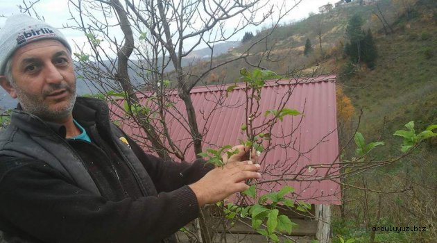 FINDIK ŞUBAT’TA YAPRAK AÇTI