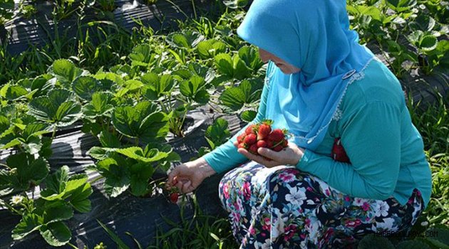 Fındık üreticileri için alternatif bir ürün: 'çilek' yetiştiriciliği