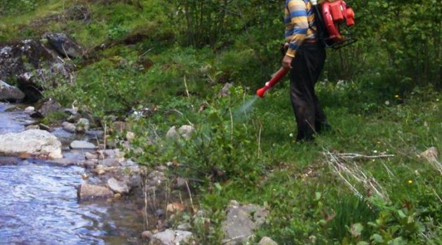 Fındık Üreticilerine 'Bakım' Uyarısı