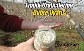 Fındık üreticilerine gübre uyarısı