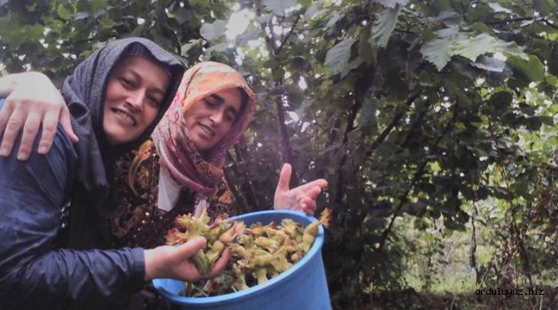 Fındık üreticilerine 'TMO’yu bekleyin' tavsiyesi