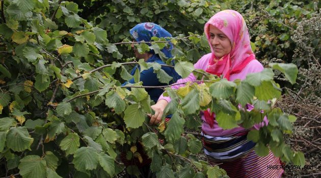 Fındık üreticisi 15 TL'nin altındaki fındık fiyatlarını kabul etmiyor