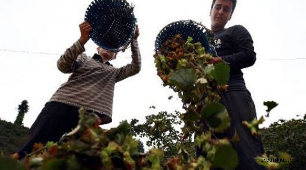 Fındık Üreticisi Piyasayı Takip Ediyor