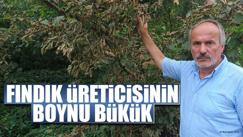 Fındık üreticisinin boynu bükük