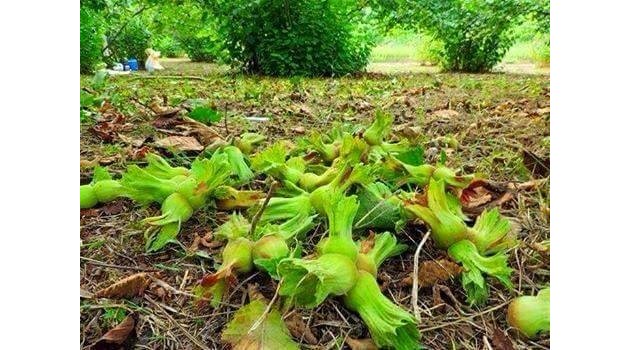 Fındık üreticisinin gözü kulağı bu raporda