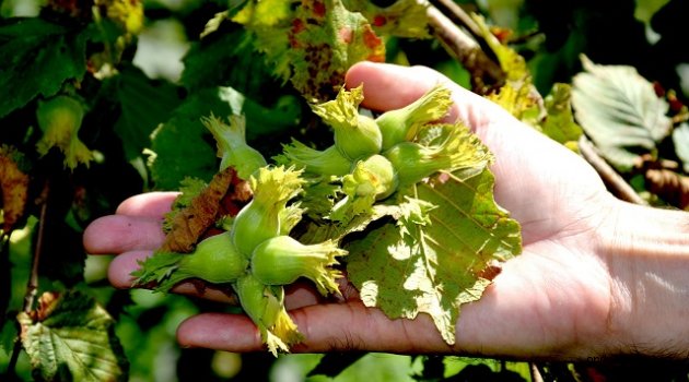 Fındık Üreticisinin Gözü Toprak Mahsulleri Ofisi'de