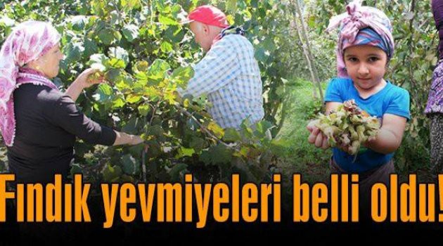 FINDIK YEVMİYESİ BELLİ OLDU