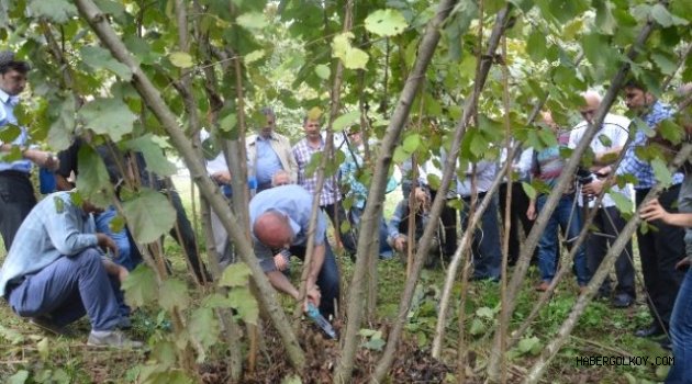 Fındıkta 'Bilimsel Budama' dönemi