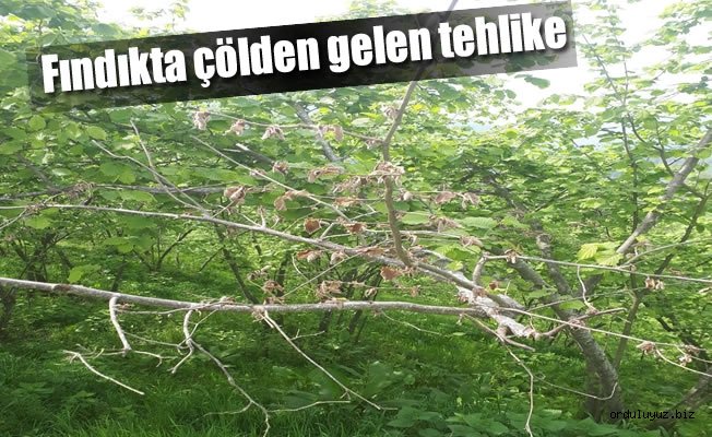 Fındıkta çölden gelen büyük tehlike!