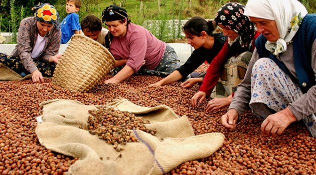 Fındıkta Dengeler Değişiyor!.. Artık Hiçbir Şey Eskisi Gibi Olmayacak..