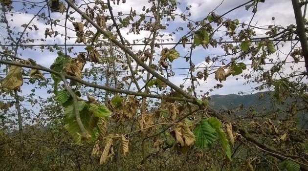  Fındık'ta Don Tehlikesi Yaklaşıyor