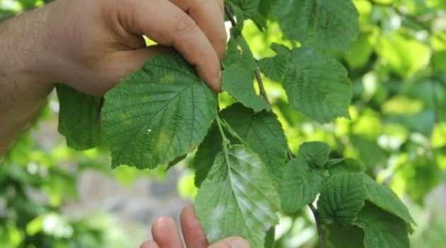 Fındıkta "Küf Hastalığı" Paniği