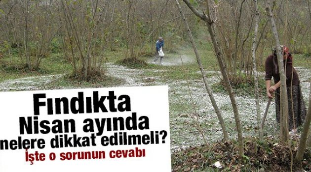 Fındıkta Nisan ayında nelere dikkat edilmeli?