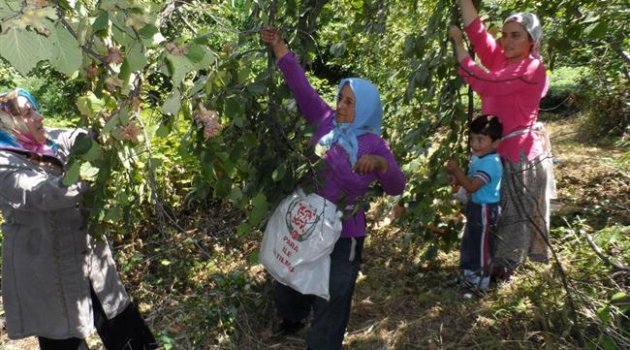 Fındıkta Yüzde 30 Kayıp Var...Açıklanan Rekolteler Gerçekçi Değil