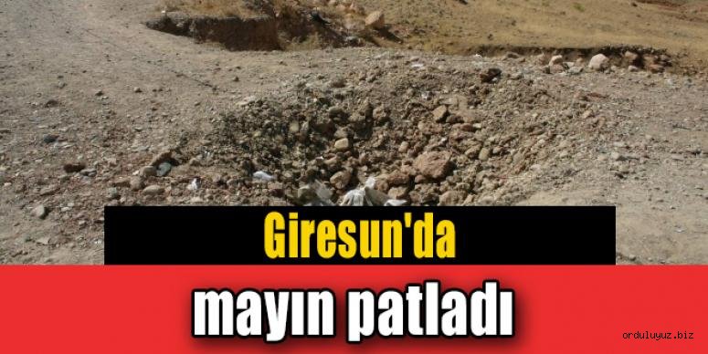 Giresun'da mayın patladı, koyun sürüsü telef oldu!