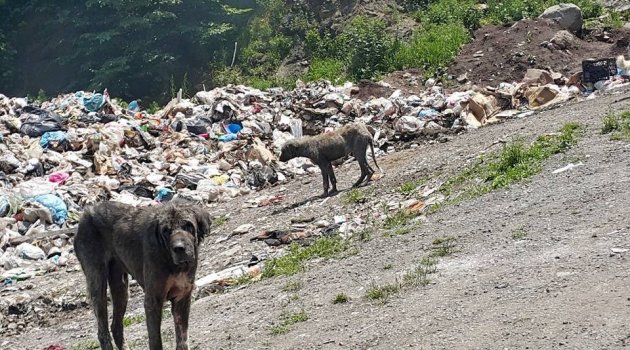 GÖLKÖY BU MANZARAYI DAHA NE KADAR TAŞIYACAK?