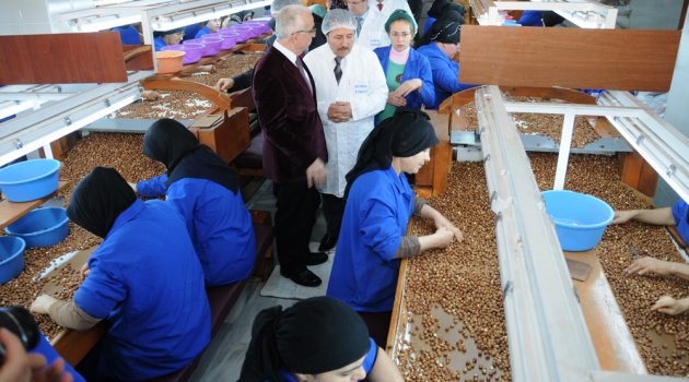 Gölköy ilçesinde bulunan Fındık Fabrikasında fındık alımları başlamıştır