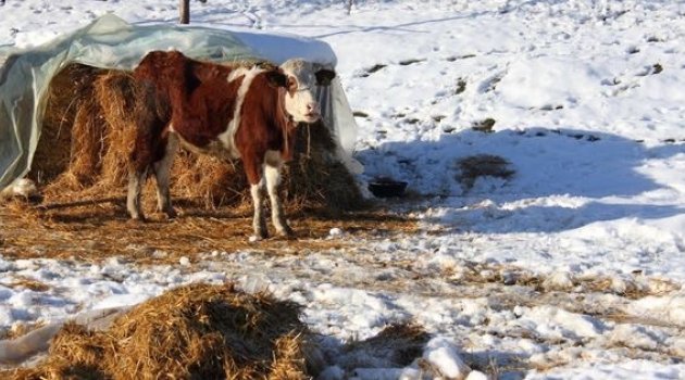 Hayvan yetiştiricilerini sevindiren haber!