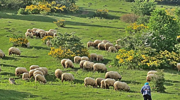 Hayvanlar kasaba giderse, yeni kriz kaçınılmaz olur