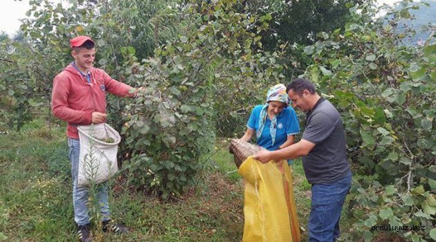 İŞTE ORDU'DA İLK SATILAN FINDIĞIN FİYATI