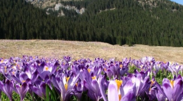 Karadeniz Yaylaları ‘Vargel' Diyor