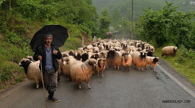 Karadeniz'de Yaylalara Göç Başladı