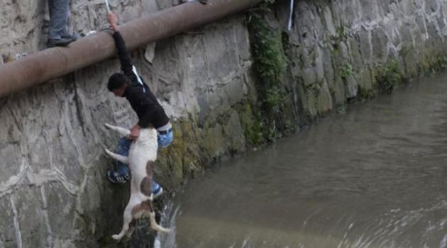 Kumrulu Genç Beline sardığı iple dereye düşen köpeği kurtardı