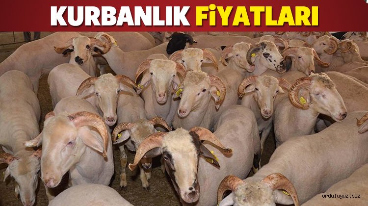 Kurban fiyatları 2017 ne kadar oldu