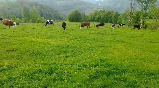 “Ordu Belgeseli”nin Tanıtım Galası Yapılacak