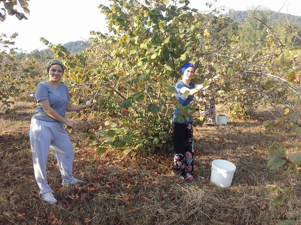 Ordu - Giresun Güncel Fındık Fiyatları