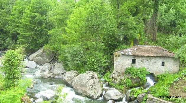 Ordu’nun Dereleri yetim,Ordu’da değirmenler öksüz !