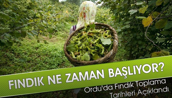 Ordu'da fındık toplama zamanı belirlendi