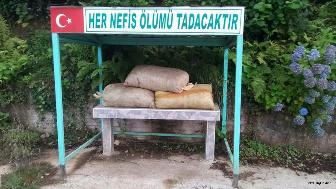 Ordu'da Fındık Yine Musallada