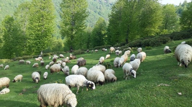 Ordu'da Hayvanlarda Salgın Hastalık Devam Ediyor