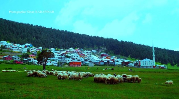 Ordu'da Küçükbaş Hayvanların Verimliliği Artıyor