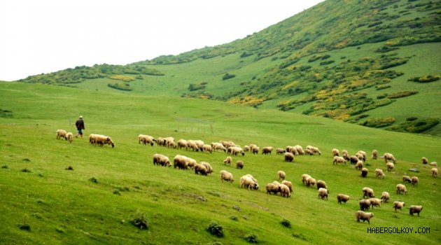 Ordu'da Kurban Fiyatı 600 Lira Civarında