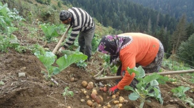 Ordu'da Tarlalar Temiz