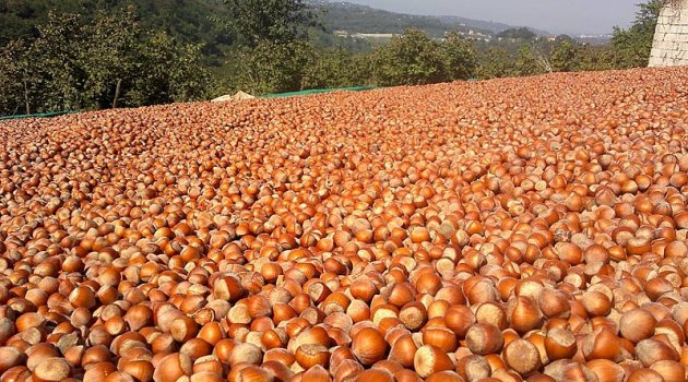 Ordu'ya Fındıkta "Lisanslı Depo" Kazandırılması Şarttır