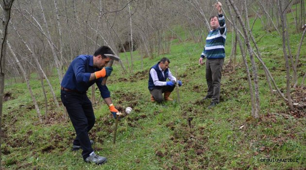 Örnek Fındık Bahçelerinin Sayısı Her Geçen Gün Artıyor