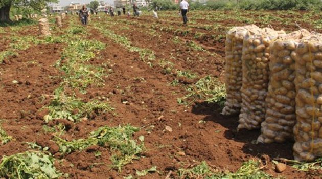 Patates tarlada 1 lira 70 kuruş, pazarda 5 lira