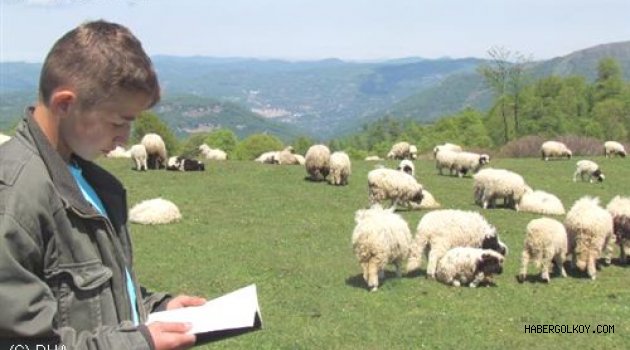 Samsun'da 2 Bin 500 Lira Maaşla Çalışacak Çoban Aranıyor